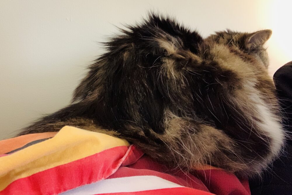 caturday catbutt