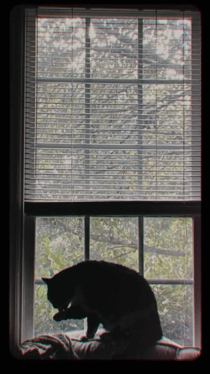 Zuko by the window cats caturdayeveryday